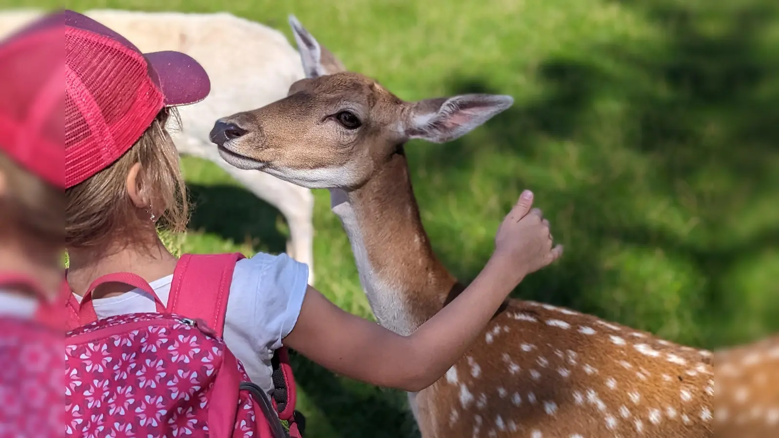 Auch tierisch schöne Begegnungen gehörten zum Dachauer Ferienprogramm. (Foto: Stadt Dachau)