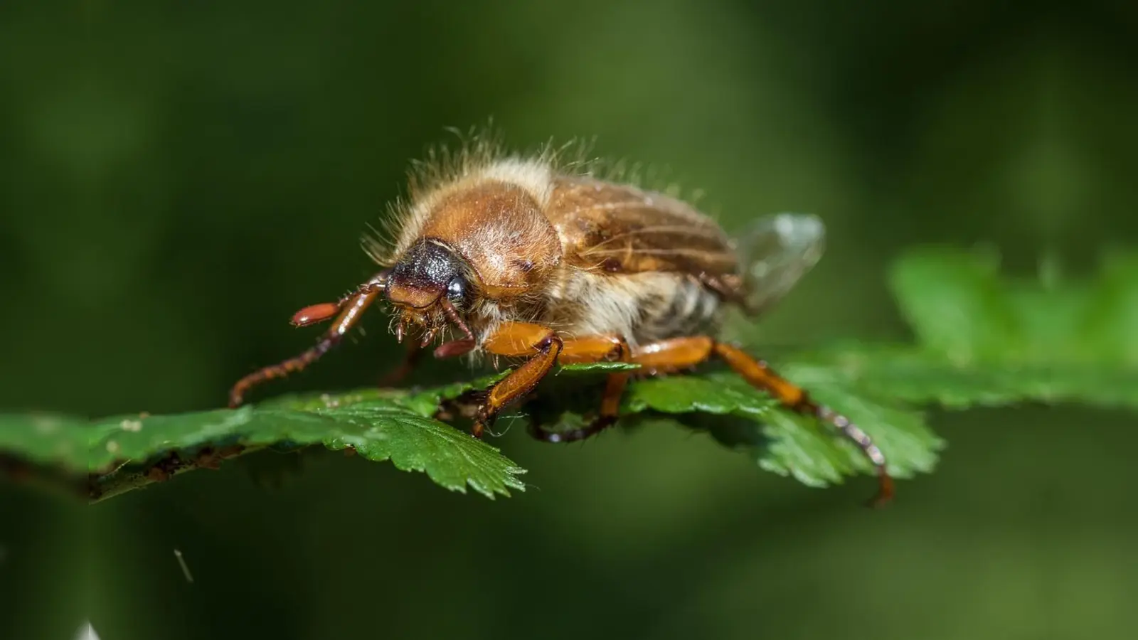  Der Junikäfer ist etwa 1,5 Zentimeter groß und fliegt nur in den Abend- und Nachtstunden. (Foto: red)
