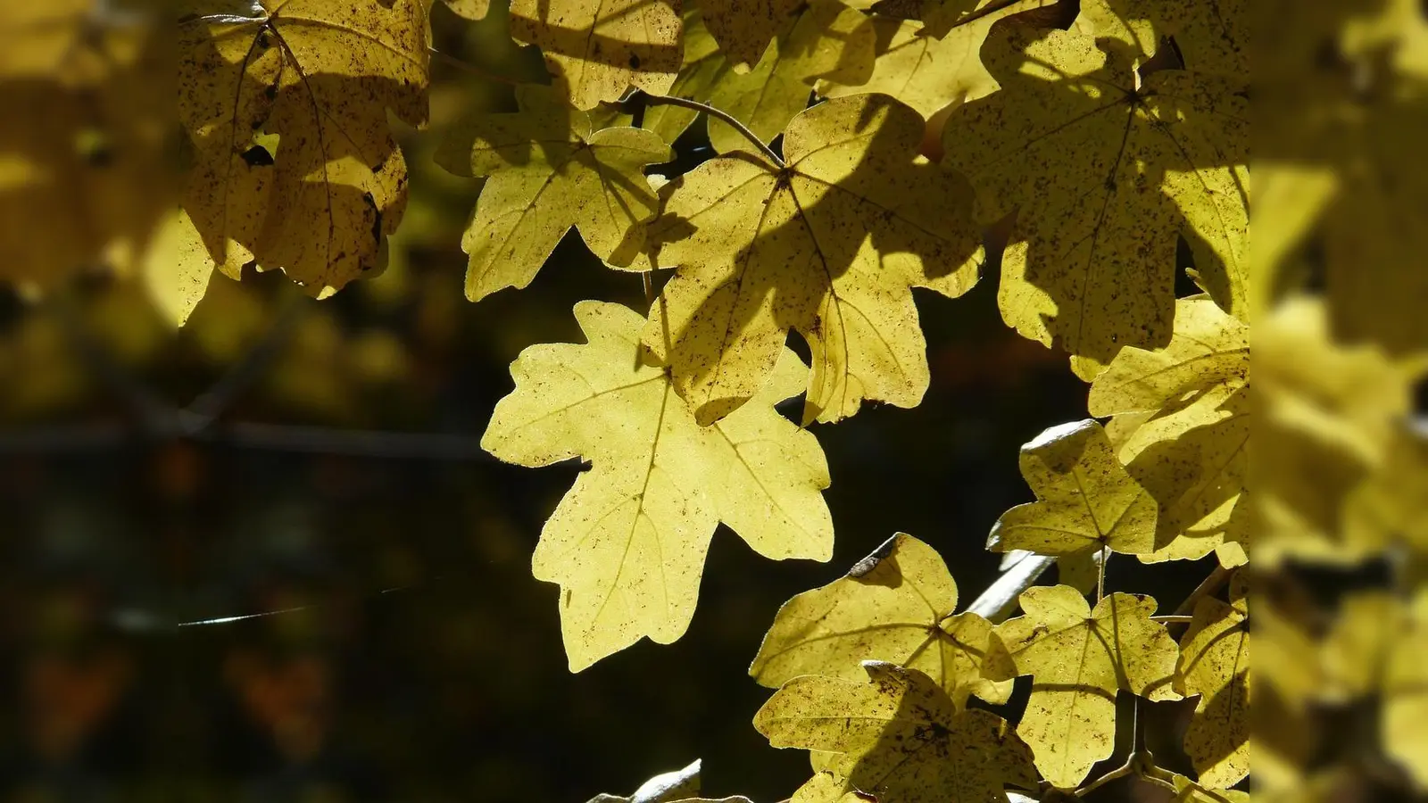 Der Feldahorn ist nicht nur robust, sondern auch trockenresistent. (Foto: pixabay)